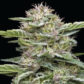 Garlic Budder > Humboldt Seed Company